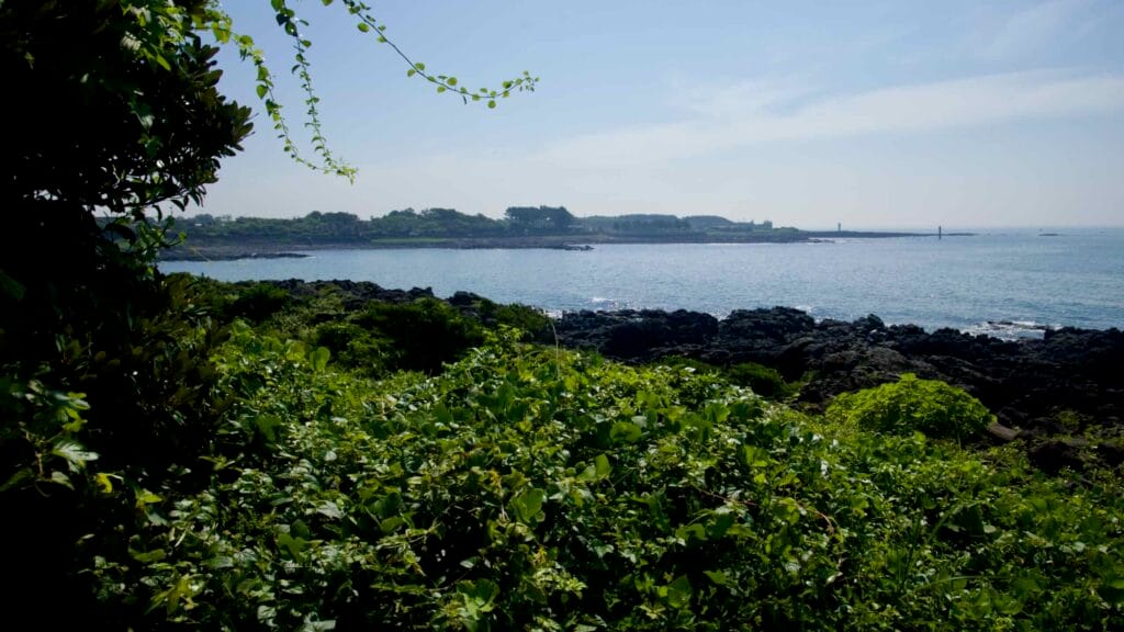 Shrubs frame a calm view toward the rocky Taeheung shoreline on Jeju’s south coast.