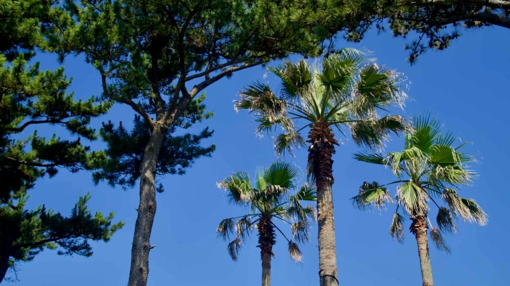 Fan palms and pines reach into a clear sky on Jeju’s south coast.