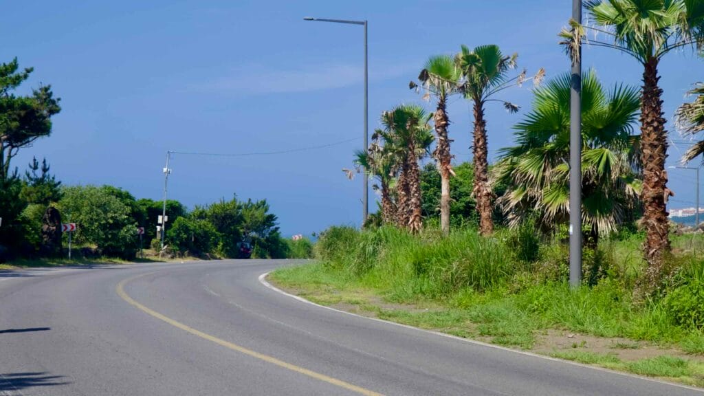 A palm‑lined road curves toward the coast in Taeheung on Jeju’s south shore.