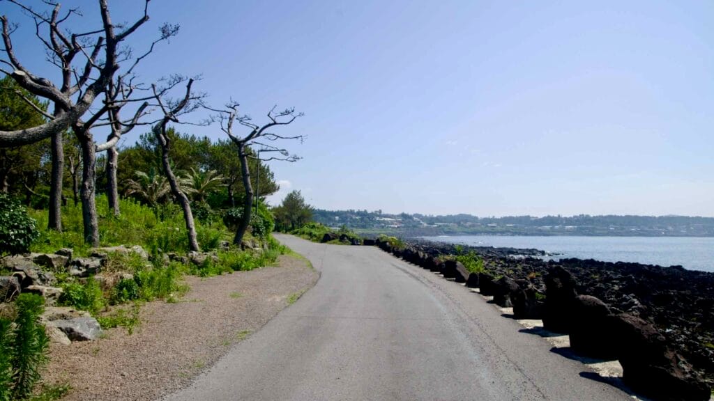 Wind-shaped pines and palms line a narrow seaside lane near Sinheung-ri, where the road traces volcanic rock.