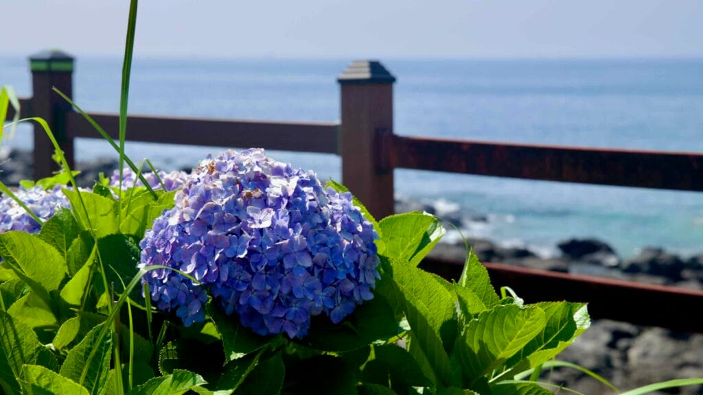 Hydrangea blooms rise above a rail with the blue sea beyond near Pyoseon and Sinheung-ri.