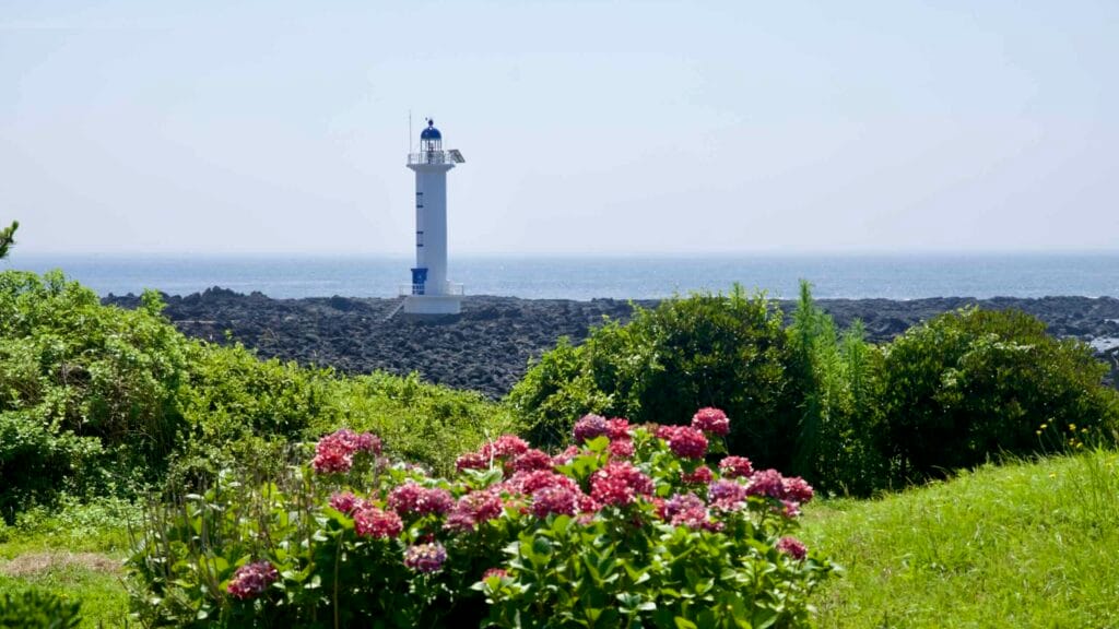 Pyoseon’s white lighthouse framed by hydrangeas above the lava shore.