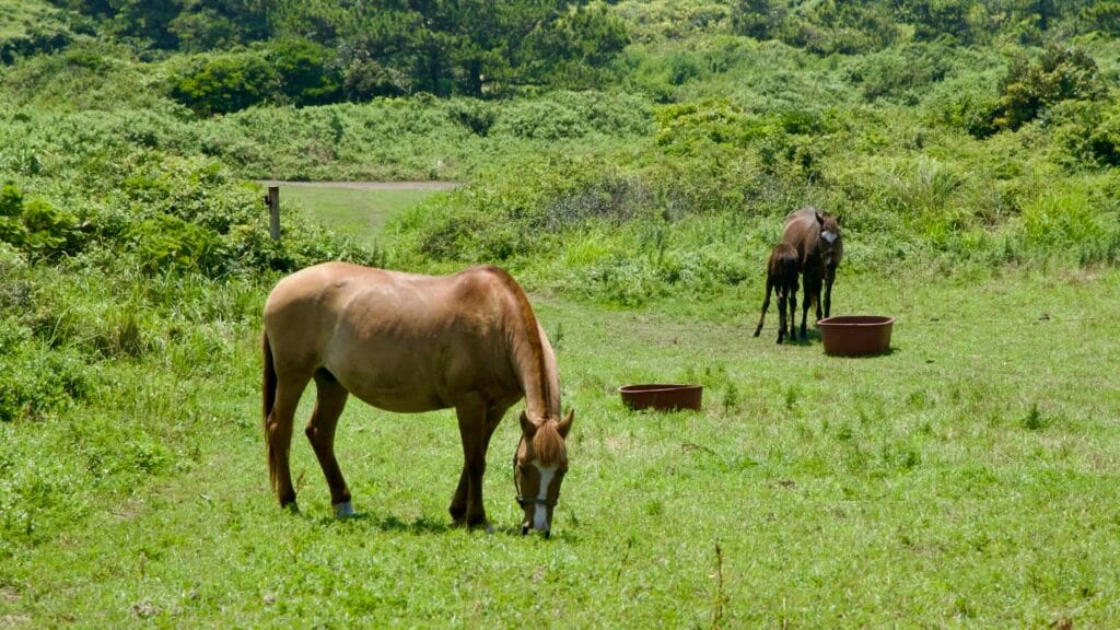A foal stands with its mother as another horse grazes on a coastal meadow near Seopjikoji.