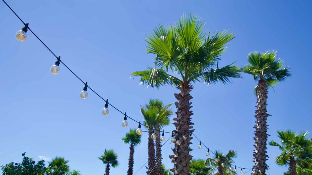 Palm trees with lights near the Jeju Aerospace Museum.