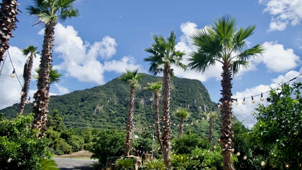 Palm trees lining a road below Sanbangsan.