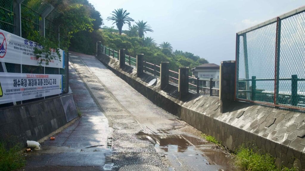 A wet lane climbs by a fence and palms toward Jungmun Beach, puddles dotting the textured path.