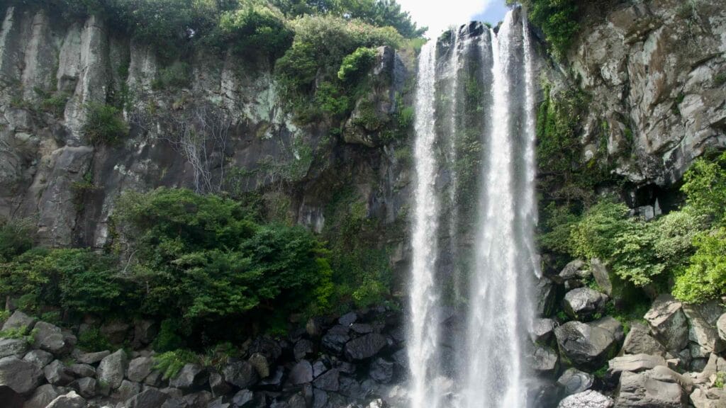Jeongbang Falls plunges beside columnar basalt into a green pool with a visitor wading nearby.