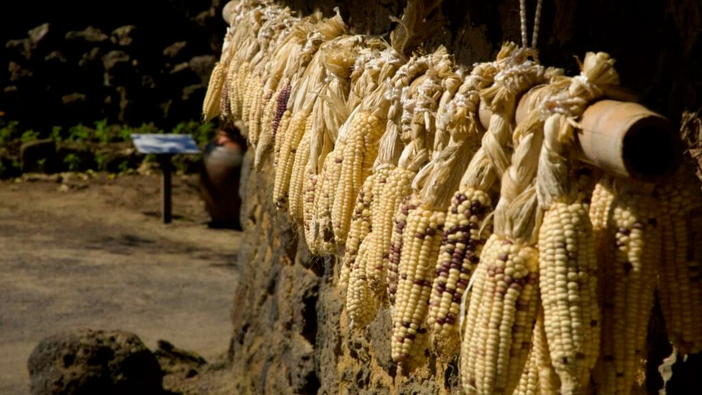 Braided ears of corn hang from a beam on a stone wall at Jeju Folk Village.