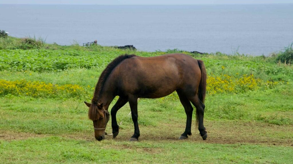 A Jeju pony grazes quietly above the shoreline at Sopjikoji, framed by yellow wildflowers and coastal plants.