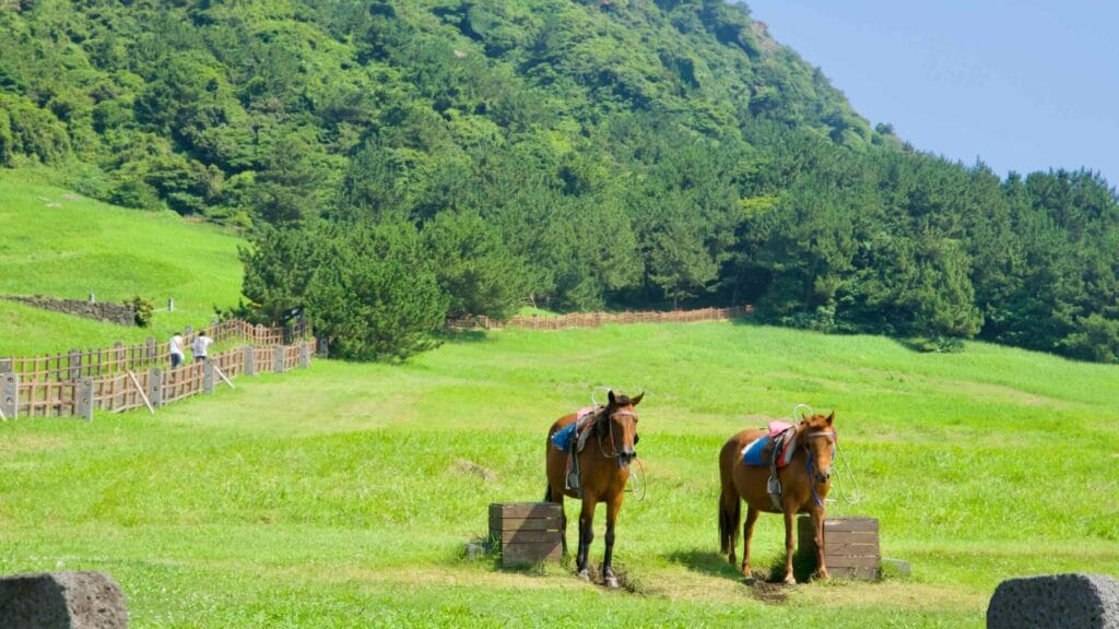 Saddled Jeju ponies wait quietly on the meadow below Seongsan Ilchulbong.
