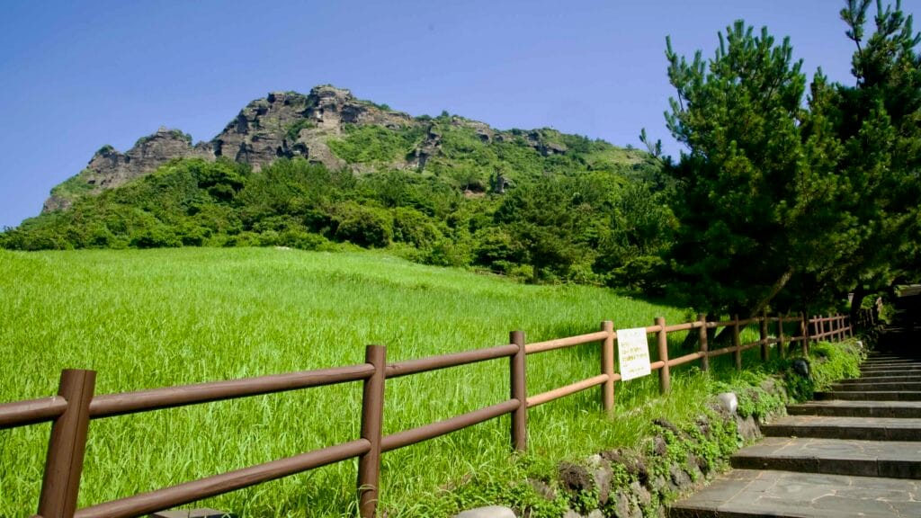 A wooden fence edges tall meadow grass beneath the slopes of Seongsan Ilchulbong.
