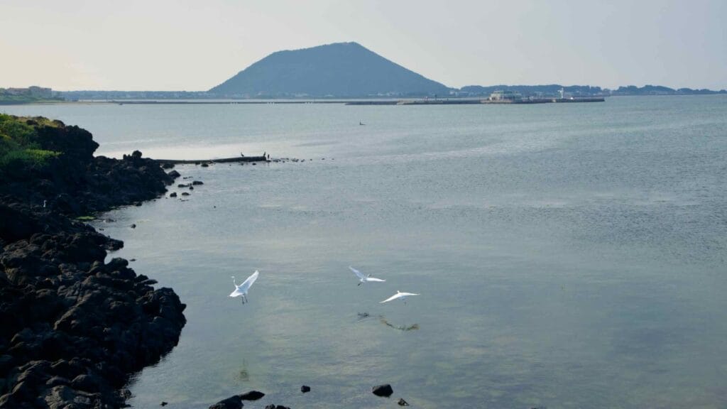 Egrets take flight above the basalt shoreline of the peaceful Ojo-ri lagoon.