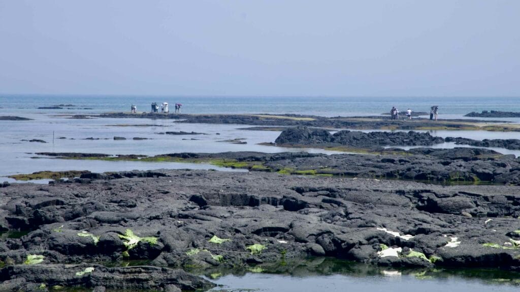 Visitors stand on reef ledges across the Cheonggulmul tidepools at low tide.