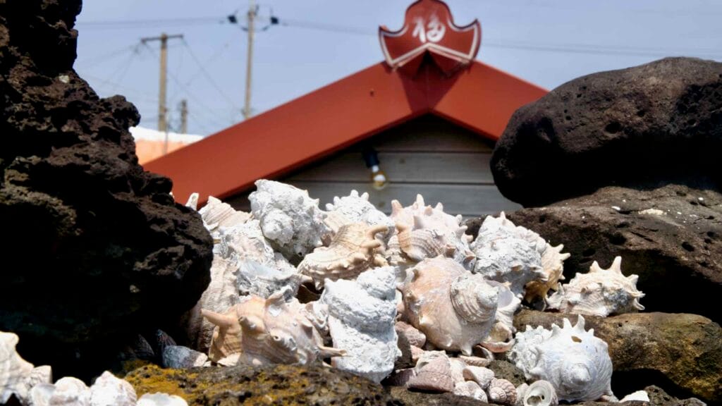 A heap of conch and whelk shells rests between lava rocks near the harbor in bright sun.