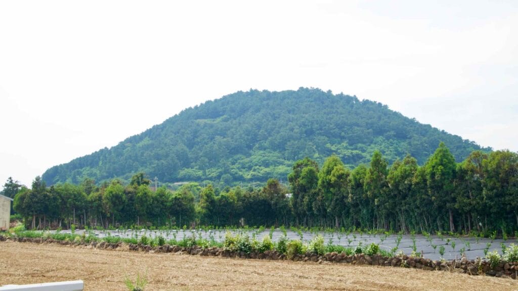 Wondang Peak is a volcanic hill (oreum) standing 170.7 meters tall near downtown Jeju City.