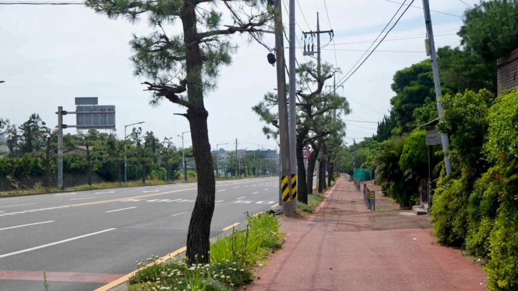 A red sidewalk with pines parallels Iljudong-ro near Samyang.