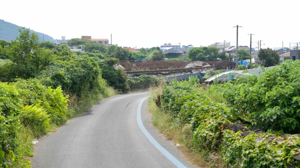 A single-lane road winds between hedges and basalt fences in a village greenbelt east of Jeju City.