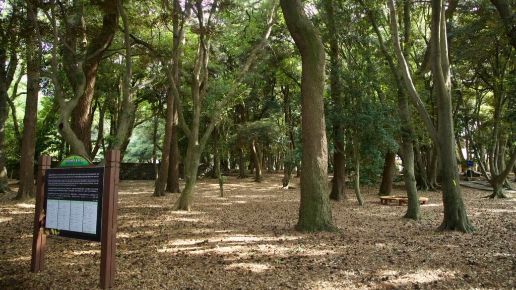 Light filters through camphor and evergreen trees in the sacred grove.