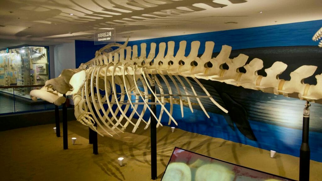 A suspended Bryde’s whale skeleton fills the museum gallery, its ribs arcing.