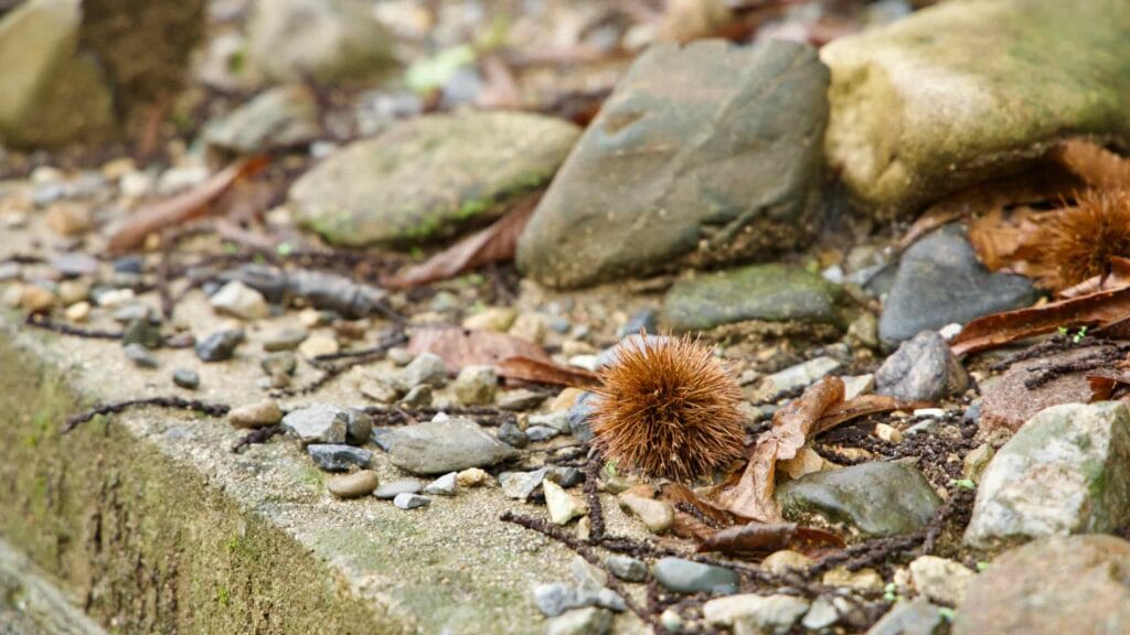 A chestnut burr lies open on wet stones after the rain.