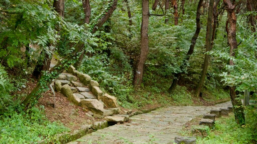 Stone steps climb through wet forest toward the Tokkibiri cliffside road near Gomo Mountain Fortress, where the trail begins.