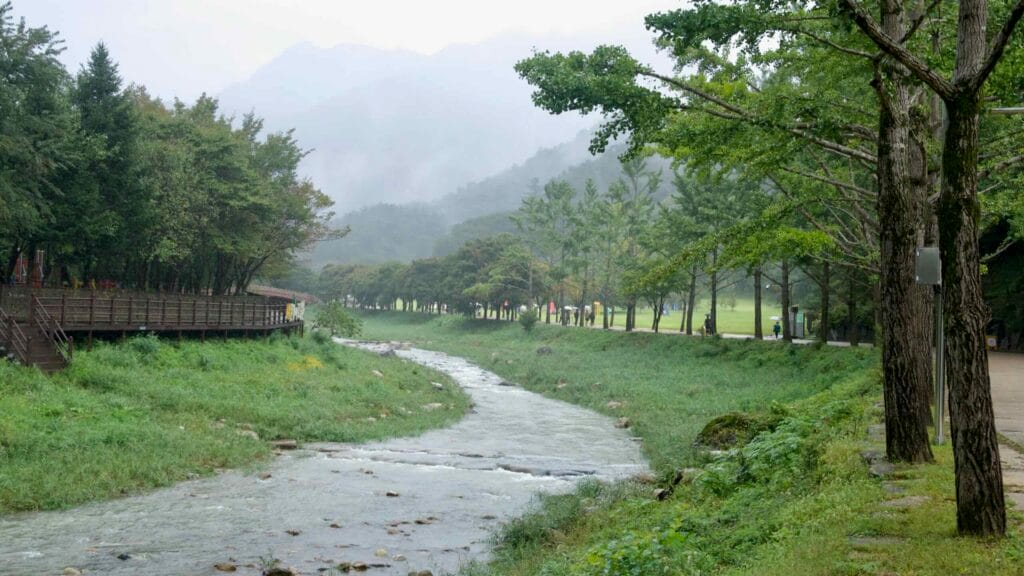 A clear stream winds between boardwalks and trees in misty Mungyeong Saejae Provincial Park.