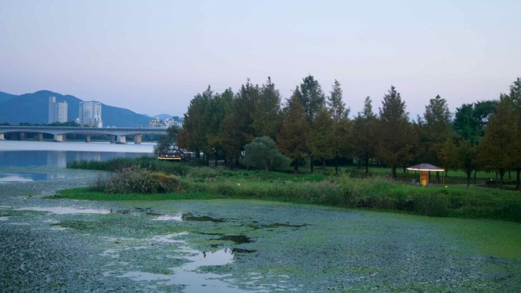 A wetland grove glows at twilight along the Bukhangang in Namyangju.