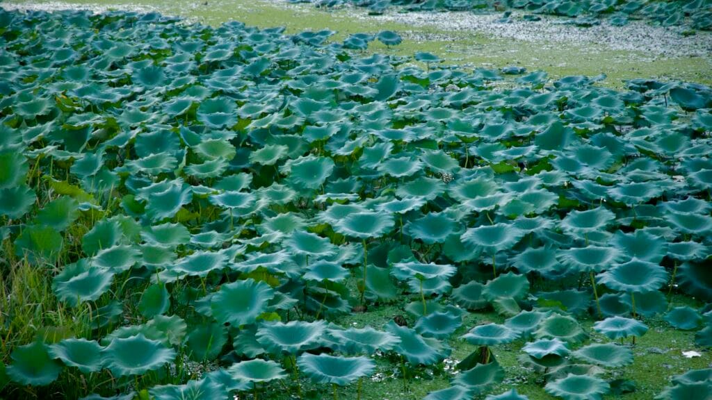 Blue-green lotus leaves spread across a calm marsh at Namyangju.