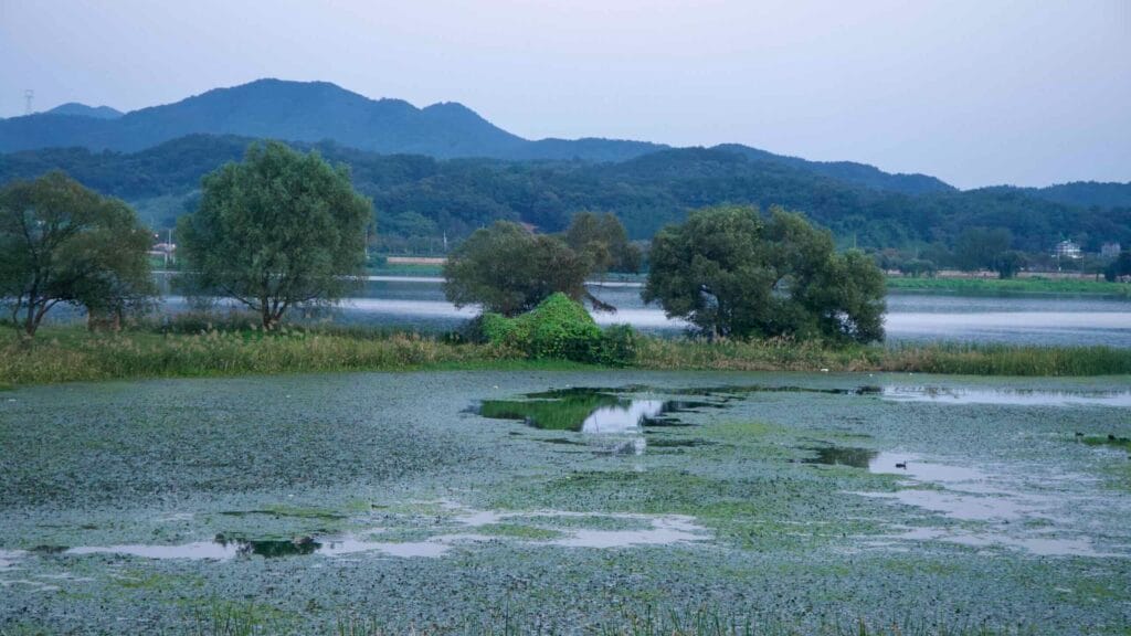 Shallow marsh pools and reeds spread across the Bukhangang wetland.