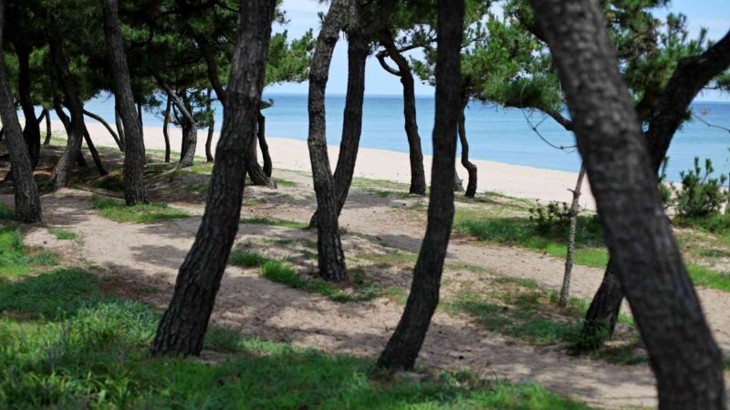 A picture of pine trees and a beach on the east coast of South Korea.