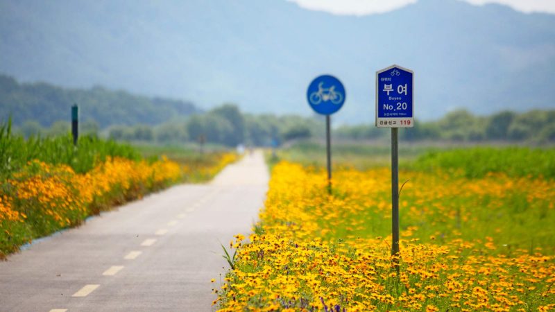 Geumgang-Bike-Path-Buyeo-Gunsan-Straight-Path-Flowers-Signs-Wide