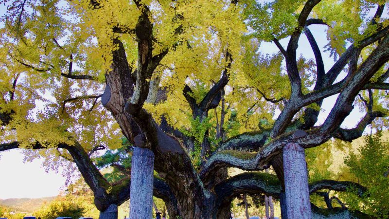 A picture of the 400-year-old ginkgo tree (은행나무) in front of Dodong Seowon Confucian Academy (도동서원) in Dalseong County, South Korea.