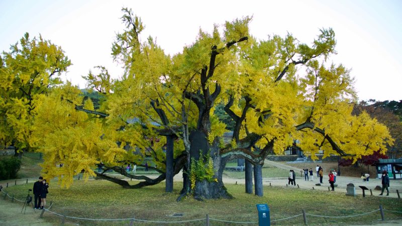 A picture of the 400-year-old ginkgo tree (은행나무) in front of Dodong Seowon Confucian Academy (도동서원) in Dalseong County, South Korea.