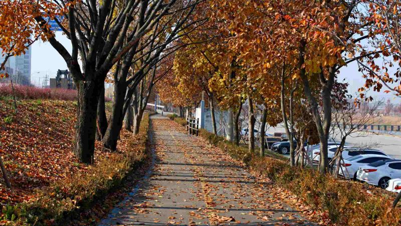 Ocheon Bike Path - Jeungpyeong Sejong - Jeungpyeong Bike Path Leaves