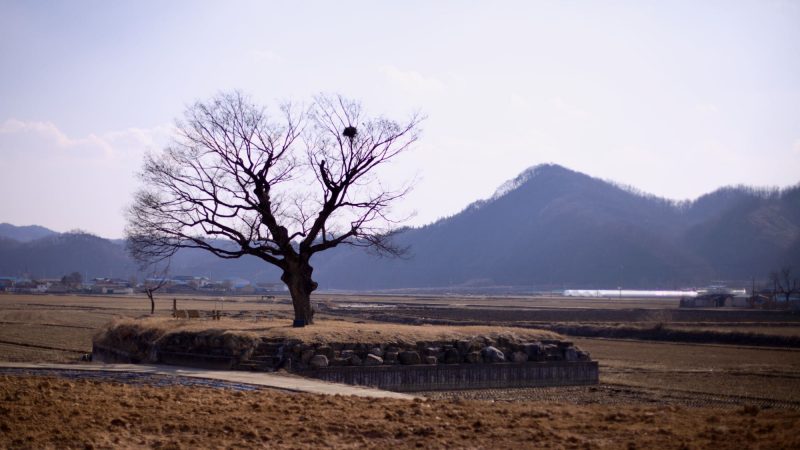 A picture of a tree and farm fields near the Jeomchon Neighborhoods on the Saejae Bicycle Path (새재자전거길) in Mungyeong City (문경시), South Korea.