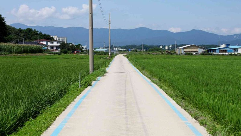 Sokcho ⟷ Daejin Blue Lines Rice Fields