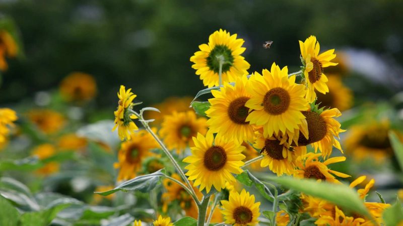 A picture of sunflowers.